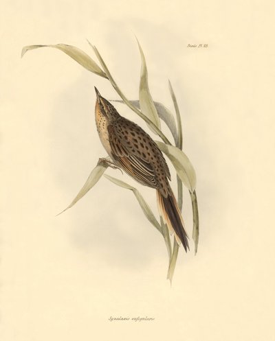 Ornitologia: "Synallaxis rufogularis" descrita por Charles Darwin durante a sua expedição a bordo do Beagle. Placa de "The zoology of the voyage of H.M.S. Beagle. Flight. III, Aves descritas por John Gould, com informações sobre os seus hábitos por Charles de Unbekannter Künstler