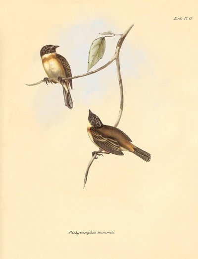 Ornitologia: O "Pachyramphus minimus" da família das faias descrito por Charles Darwin durante a sua viagem de exploração a bordo do Beagle. Placa de "The Zoology of the voyage of H.M.S. Beagle under the command of Captain Fitzroy during the years 1832 to  de Unbekannter Künstler