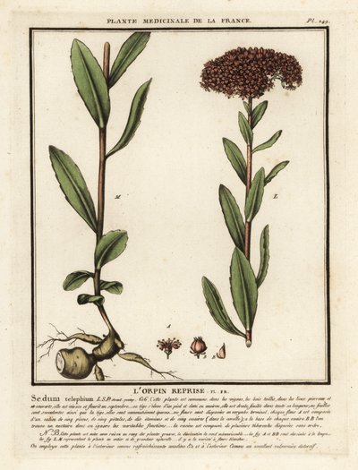 Orpine, o darnel, Sedum telephium. de Unbekannter Künstler