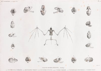 Osteologia dos morcegos no Egipto de Unbekannt