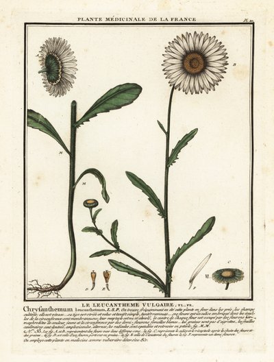 Margarida de olho de boi, Leucanthemum vulgare. de Unbekannter Künstler