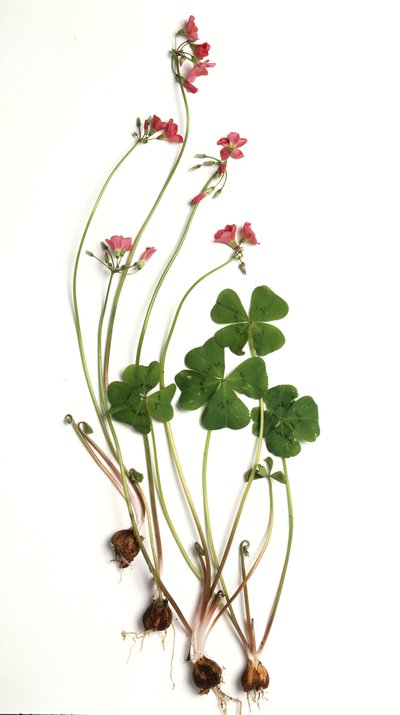 Oxalis tetraphylla/Oxalis deppei/Oxalide de Deppe de Unbekannt