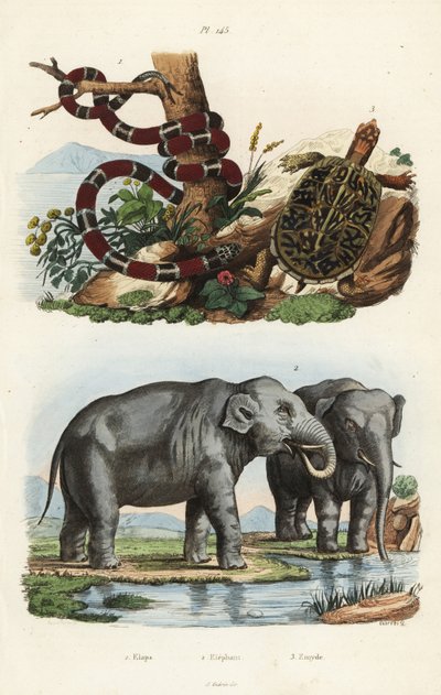 Cobra coral pintada, Micrurus corallinus 1, elefante indiano, Elephas maximus indicus 2, e tartaruga de caixa comum, Terrapene carolina 3 de Unbekannt