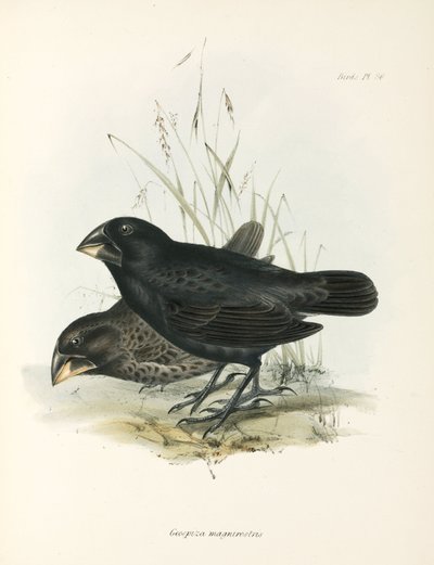 Par de grandes tentilhões terrestres, Ilhas Galápagos, c 1832-1836 de Unbekannt