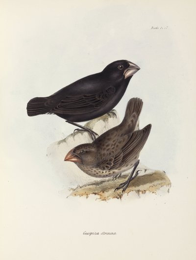 Par de tentilhões, Ilhas Galápagos, c 1832-1836 de Unbekannt