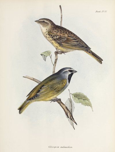 Par de pardais ou pintassilgos, c 1832-1836 de Unbekannt