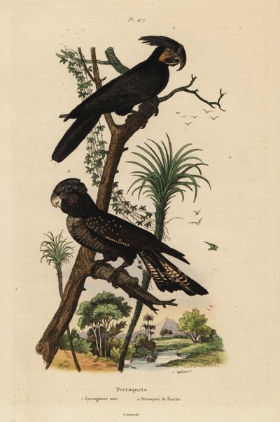 Cocatua de palma, Probosciger aterrimus, e Cocatua preta de cauda vermelha, Calyptorhynchus banks Mycroglosse noir et Perroquet de Banks de Unbekannt
