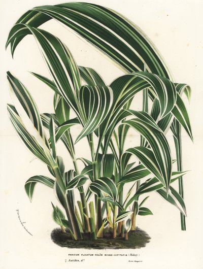 Erva-de-palma, Setaria palmifolia (Panicum plicatum foliis level-vittatis). Litografia colorida à mão da obra de Louis van Houtte e Charles Lemaire, Flowers of the Gardens and Hothouses of Europe, Flore des Serres et des Jardins de l