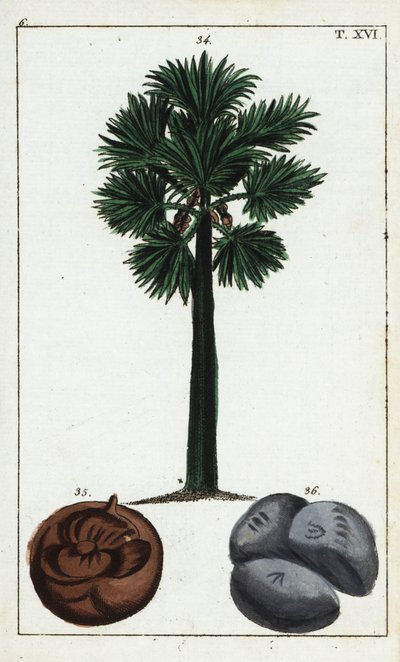 Palmira, Borassus flabellifer. de Unbekannter Künstler
