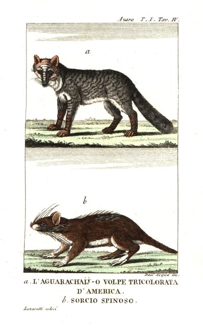 Raposa-dos-pampas ou aguarachay de Unbekannter Künstler