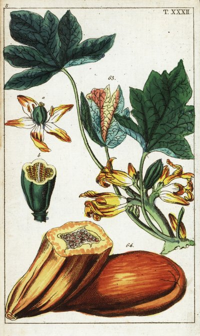 Mamão, seção, flores e folhas, Carica mamão. de Unbekannter Künstler