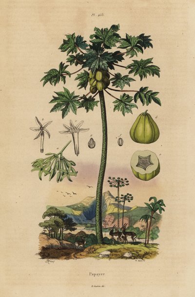 Mamão ou papaieira com frutos e secção transversal de frutos de Unbekannt