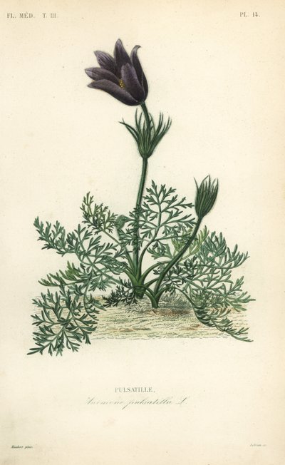 Pasqueflower ou sangue de dinamarquês, Anemone pulsatilla, Pulsatille de Unbekannt