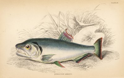 Payara, Hydrolycus armatus (hidrocónio de dentes fortes, Hydrocyon armatus). Gravura em metal aço colorida à mão por W.H. Lizars a partir de uma ilustração de James Stewart da obra Fishes of Guiana de Robert Schomburg, parte da Naturalist