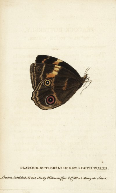 Borboleta-pavão de New South Wales. Gravura em chapa de cobre colorida à mão da "The Naturalist