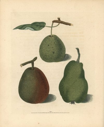 Variedades de pera, Pyrus communis: Cressan, Bergamota de Gansell e Summer Bon Chretien. Gravura a água-forte colorida à mão de uma ilustração de George Brookshaw da sua própria "Pomona Britannica", Londres, Longman, Hurst, etc. de Unbekannter Künstler