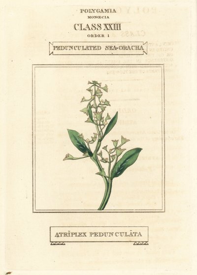Atriplex pedunculata. Gravura em chapa de cobre colorida à mão, segundo uma ilustração de Richard Duppa do seu The Clours and Orders of the Linnaean System of Botany, Longman, Hurst, Londres de Unbekannter Künstler