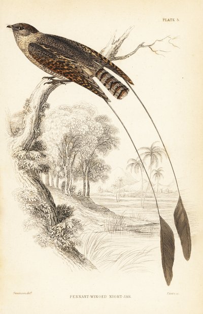 Noitibó de asa de Pennant, Macrodipteryx vexillarius (Macrodipteryx africanus). Gravura em metal aço colorida à mão por William Lizars após William Swainson da Biblioteca do Naturalista de Sir William Jardine: Ornithology: Birds of Western Africa, Edimburg de Unbekannter Künstler