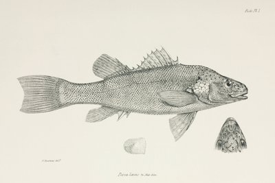 Perch, c 1832-1836 de Unbekannt