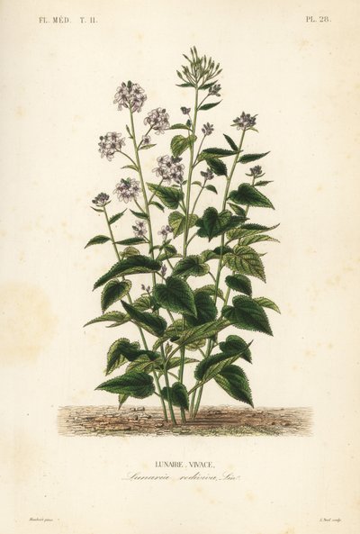 Perene honestidade, Lunaria rediviva, Lunaire vivace de Unbekannt