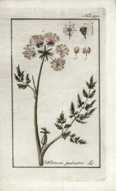Pântano de Peucedan ou salsa do pântano (Selinum marsh). Litografia de "Afbeelding der Artseny-Gewassen" de Johannes Zorn (1739-1799), Países Baixos de Unbekannter Künstler