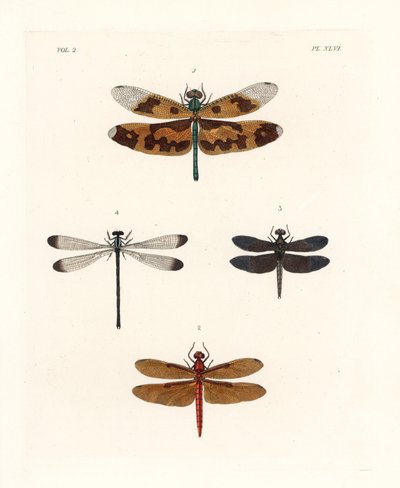 Libélula de asa ilustrada, Rhyothemis variegata 1, escamoteador florestal fulvo, Neurothemis fulvia 2, escamoteador de arroz, Neurothemis tullia 3, e donzela-sombra, Palaemnema paulina 4. Litografia colorida à mão da nova edição de John O. Westwood da obra de Unbekannter Künstler