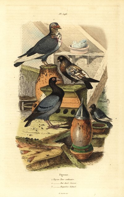 Pigeon Columba livia se reproduz: Pombo turc ordinaire, bai dore suisse, bagadais batard de Unbekannt