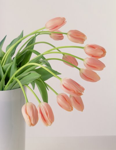 Tulipas cor-de-rosa de Unbekannter Künstler