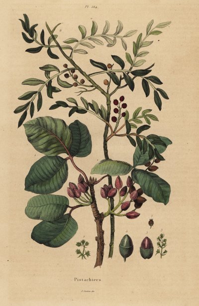 Pistachio, Pistacia vera de Unbekannt