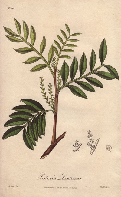Pistacia lentiscus (Pistacia lentiscus) - Água forte de William Clarke para ilustrar "Medical Botanical, Description of the Medicinal Plants of London, Edinburgh and Dublin" de John Stephenson e James Morss Churchill, publicado em Londres por John Church de Unbekannter Künstler