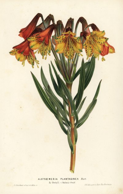 Alstroemeria plantaginea, Alstroemeria plantaginea. Brasil. Litografia colorida à mão por L. Stroobant de Louis van Houtte e Charles Lemaire, Flowers of the Gardens and Hothouses of Europe, Flore des Serres et des Jardins de l
