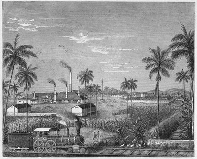 Plantação de cana-de-açúcar em Cuba, c.1880 (gravura) de Unbekannter Künstler