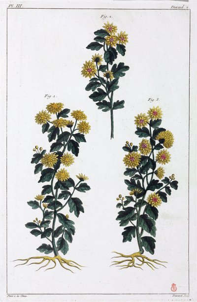 Plantas medicinais, China de Unbekannt