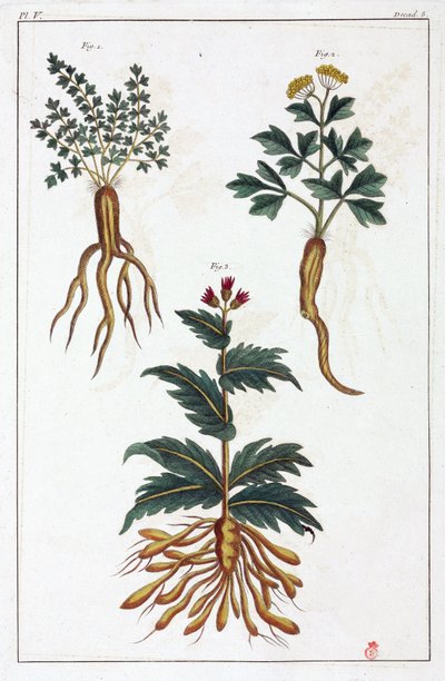 Plantas medicinais, China de Unbekannt