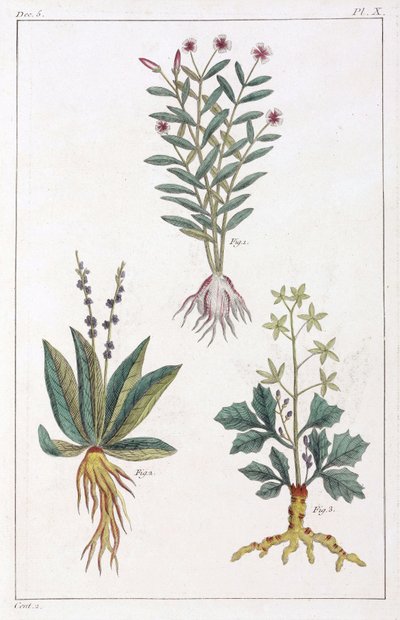 Plantas medicinais, China de Unbekannt