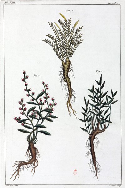 Plantas medicinais, China de Unbekannt