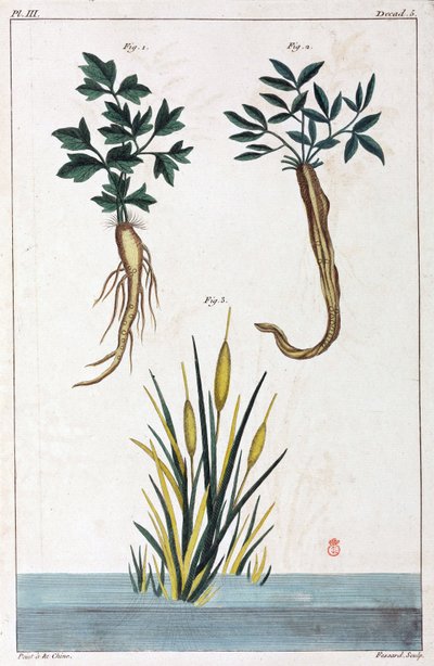 Plantas medicinais, China de Unbekannt
