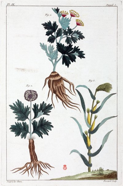 Plantas medicinais, China de Unbekannt