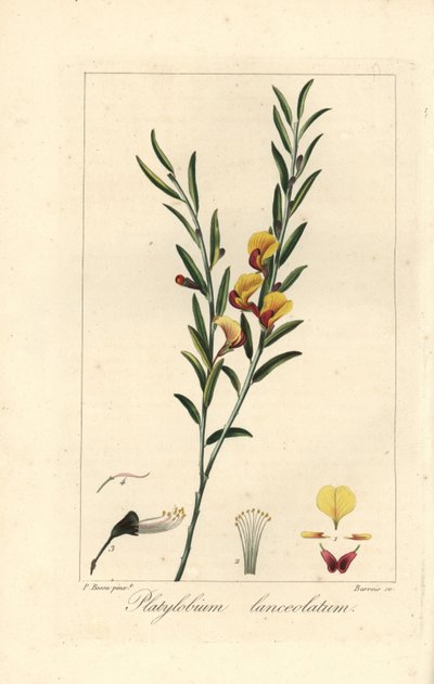 Platylobium lanceolatum, nativa da Austrália. Gravura a água-forte colorida à mão sobre cobre por Barrois a partir de uma ilustração botânica de Pancrace Bessa do "Herbier General de l
