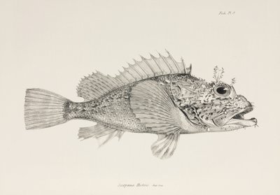 Jogador peixe-escorpião, c 1832-1836 de Unbekannter Künstler