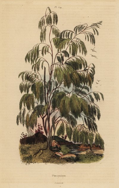 Plocama pendula shrub de Unbekannt