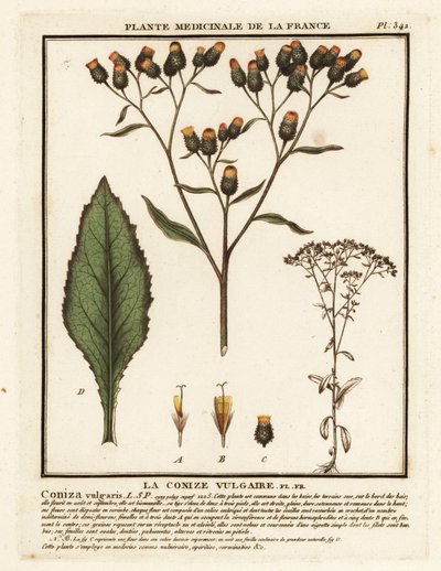 Nardo-de-arado, Inula conyza. de Unbekannter Künstler