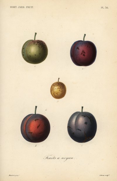 Ameixas e ameixas secas, Prunus domestica de Unbekannt