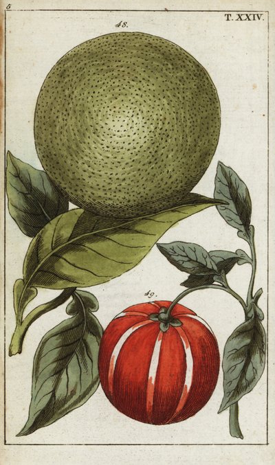 Pomelo ou pummelo, Citrus maxima. de Unbekannter Künstler