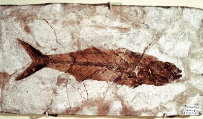 Pré-história: fóssil de peixe Sgomber Speciosus do local do Monte Bolca de Unbekannt