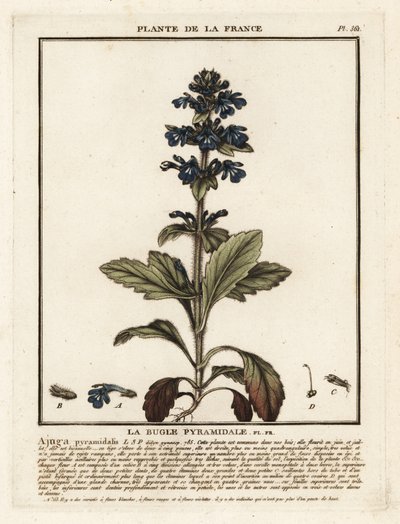 Corneta piramidal, Ajuga piramidalis. de Unbekannter Künstler