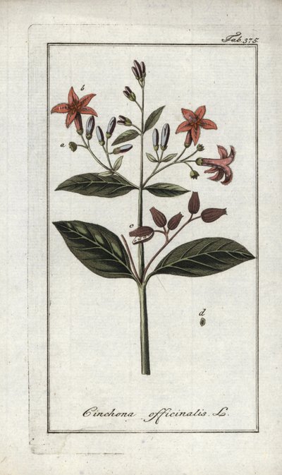 Quinquina (Cinchona officinalis). Litografia de "Afbeelding der Artseny-Gewassen" de Johannes Zorn (1739-1799), Países Baixos de Unbekannter Künstler