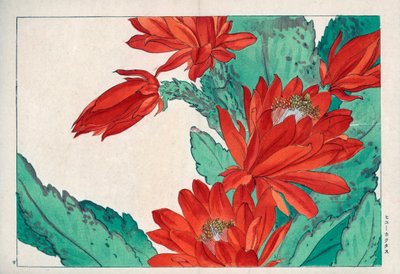 Flor rara, de cor vermelha carmesim, de Cactus speciosus. Flor de cato carmesim, Cactus speciosus. Gravura em xilogravura colorida à mão do "Seiyou Sokazufu" (Álbum pictórico de plantas e flores ocidentais: primavera) de Konan Tanigami, Unsodo, Quioto de Unbekannter Künstler