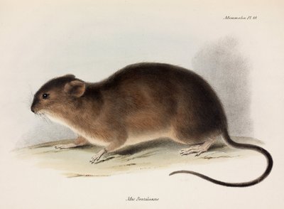 Rato, América do Sul, c 1832-1836 de Unbekannt