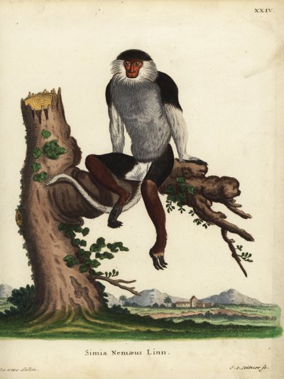 Douc de canela vermelha, Pygathrix nemaeus. Ameaçada de extinção. Simia nemaeus Linn. Gravura em chapa de cobre colorida à mão de Johann Sebastian Leitner a partir de uma ilustração de Jacques de Seve da obra Animal Illustrations after Nature, ou Schre de Unbekannter Künstler